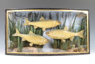 J Bolton, three stuffed and preserved Dace in naturalistic surrounding contained in a bow front case labeled J Bolton Preserver, 121 Riendley St Deptford -  Dace taken from the River Tort, December 11th 1912, Weight 10 1/2, 9 1/2 and 8 ozs 13"h x 24"w x 5"d