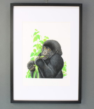 Richard W Orr, gouache signed, study of a baby mountain gorilla 13 1/2" x 1 1 1/2" 