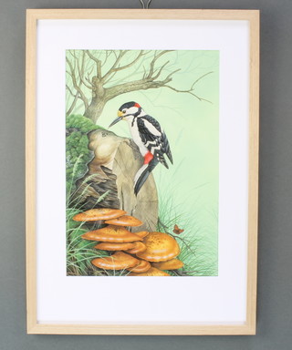 Richard W Orr, gouache signed, study of a greater spotted woodpecker 17" x 11 1/2" 