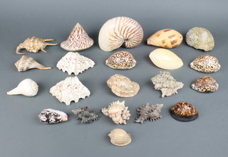 A collection of sea shells 