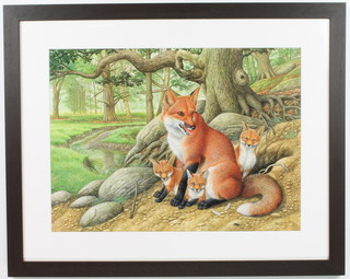 Richard W Orr, gouache, study of a family of foxes in a woodland setting, 33.5cm x 46cm 