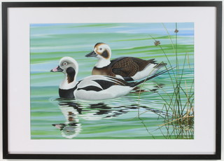 Richard W Orr, acrylic, signed, study of long tailed ducks 39.5cm x 56cm 