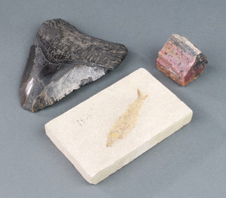 A dinosaur tooth 14cm x 10cm together with a section of fossilized fish contained in a stone slab 12cm x 8cm and a small section of fossil/stone 4cm x 3cm 