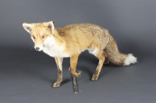 A stuffed and mounted figure of a walking fox  49cm h x 98cm l x 12cm w 