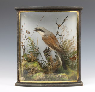 An Edwardian stuffed and mounted red-backed Shrike contained in a bow front case, labelled red-backed Shrike, Thetford Norfolk September 1900  26cm x 22cm x 11cm 