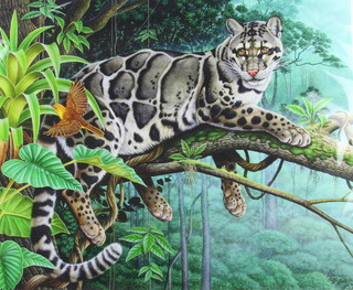 Richard W Orr, print, study of a Clouded Leopard  in a tree no.1/250 50cm x 60cm 