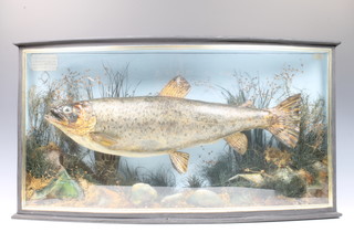 H Tirrell of Bourne End, a stuffed and mounted brown trout, labelled caught by G L Partridge at Marlow aged 14 August 20th 1920, 5lbs and with H Tirrell Bourne End label, contained in a glazed bow front case 38cm h x 70cm w x 17cm d