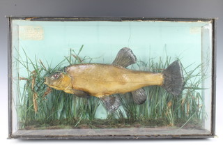 A stuffed and mounted tench, contained in a naturalistic case, labelled Tench 3lbs caught by E Burnett September 7th 1919, Elstree.Herts, set by E Burnett 36cm h x 64cm w x 12cm d  