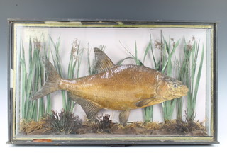 A stuffed and mounted bream, contained in a naturalistic case, labelled Bream 1944 Elstree set by E Burnett  37cm h x 62cm w x 12cm d 
