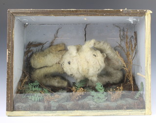 A Victorian taxidermy "siamese twin" lamb contained in a naturalistic case 33cm x 45cm x 20cm 