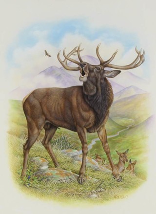 Richard W Orr, gouache, study of deer in highland setting 40cm x 30cm 