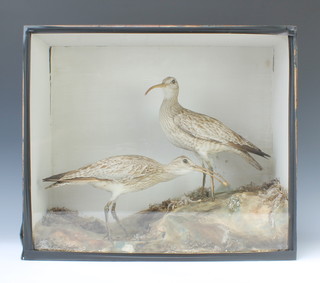 A pair of Victorian stuffed and mounted curlews contained in an ebonised naturalistic case 46cm x 53cm x 22cm 