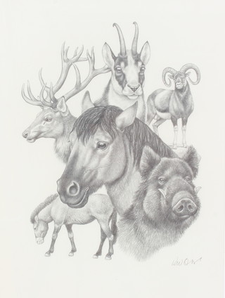 Richard W Orr, pencil drawing, signed, European mammals 39cm x 29cm 