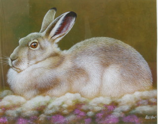 Richard W Orr, acrylic, signed, study of a Snowshoe Hare 20cm x 26cm