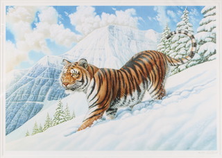 Richard W Orr, signed in pencil, limited edition print "Siberian Tiger" 46/850, unframed 42cm x 61cm 