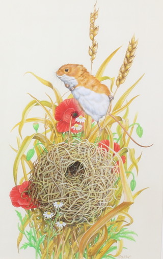 Richard W Orr, gouache signed, study of a harvest mouse 44cm x 27cm 