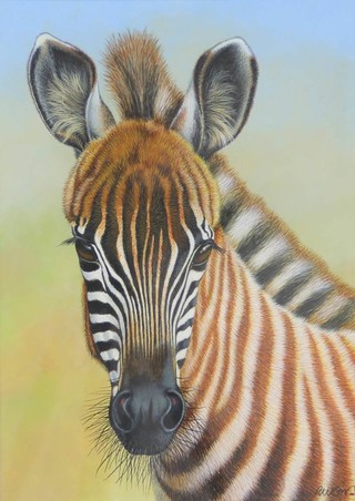 Richard W Orr, acrylic signed, study of a baby Zebra 32cm x 23cm 