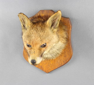 A stuffed and mounted foxes mask on an oak shield 