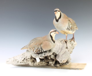 A pair of stuffed and mounted Chukar North American partridges 
