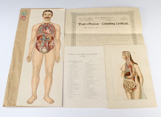 W.R Howell -  an anatomical model of a standing man complete with paper with explanation, do. of a woman together with a Howell certificate Peoples practical consulting  