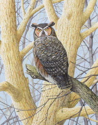 Richard W Orr, gouache signed, study of a great horned owl in a tree 47cm x 36cm 