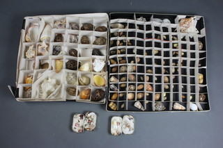A good collection of various sea shells 