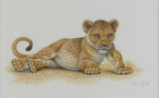 Richard W Orr, gouache signed, study of a lion cub 14cm x 22cm 
