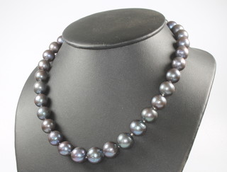 A string of blue/purple coloured cultured pearls with a 9ct yelllow gold clasp, 45cm 