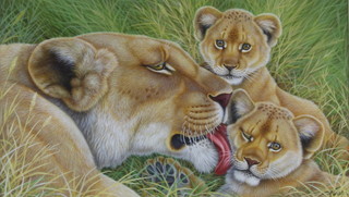Richard W Orr, acrylic signed, study of a lioness and cubs 21cm x 37cm 