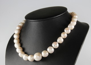 A string of freshwater cultured pearls with silver clasp 42cm 