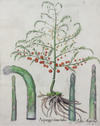 Basilius Besler (1561-1629), a coloured engraving "Asparagus Domesticus" 49cm x 39cm 