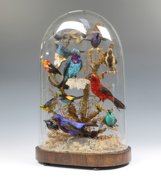 T M Williams of 155 Oxford Street, a Victorian arrangement of 14 exotic birds and 2 moths mounted on branches, contained under a glass dome with rosewood base 53cm h x 35cm w x 18cm d 