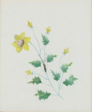 C Brandon, watercolour, ornithological study 14.5cm x 12cm , with Fry label to reverse