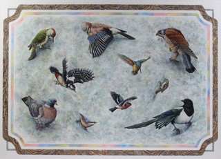 Sally Townsend, 1989.90, watercolour, signed, ornithological study of 10 birds 71cm x 101cm  