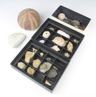 A collection of fossils and sea shells 