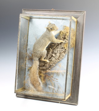 A stuffed and mounted grey squirrel contained in naturalist surroundings 46cm x 32cm 