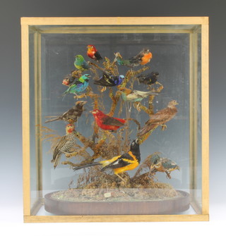 T William Naturalist 155 Oxford Street, an arrangement of 14 exotic birds arranged on branches, raised on an oval rosewood base and contained within a later glass dome 