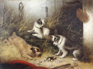E Armfield, (1802-1872), oil on canvas,signed, terriers in a barn setting, titled "A Sharp Look Out" 30cm x 41cm 
