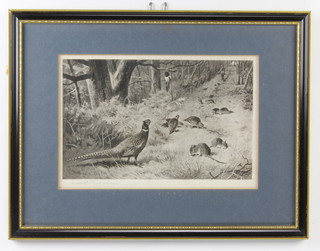 Archibald Thorburn (1860-1935), a signed monochrome print, study of pheasants, by The Fine Arts Society, signed in the margin 18cm x 27cm and 1 other study of fox and pheasants 28cm x 18cm (slipped in the mount and some foxing) 