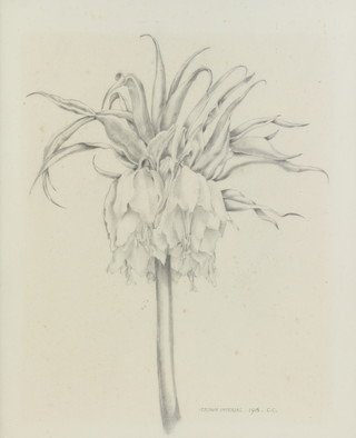 C Carrington 1916, pencil sketch, botanical study 45cm x 36cm 