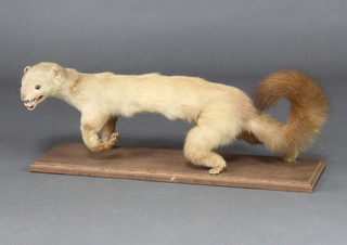 A stuffed and mounted mink ? 21cm x 60cm x 10cm 