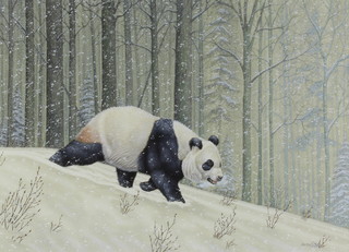 Richard W Orr, gouache, study of a panda  in a snowy woodland setting 32cm x 45cm 
