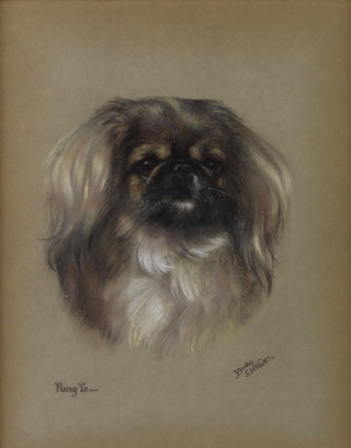 Dorothy S Hallett, pastel signed, study of Pung Yo a Pekinese, 39cm x 30cm  
