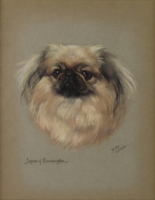 Dorothy S Hallett, pastel signed, study of Jayne of Runnington Pekinese 38cm x 30c, 