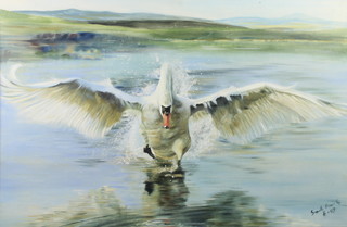Sarah Ponsonby, oil on canvas signed, study of a swan, the reverse with The Tryon Gallery label, 49cm x 74cm 