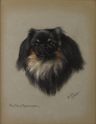 Dorothy S Hallett, pastel signed, study of Wumu of Runnington a Pekinese, 38cm x 30cm 