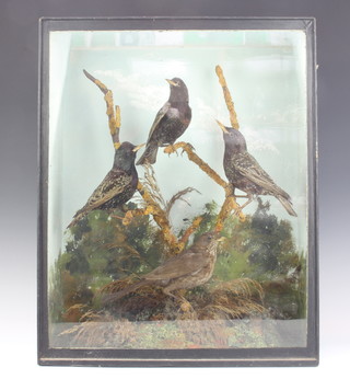 A stuffed and mounted hen blackbird and 3 starlings, in a naturalistic display cabinet 56cm x 45cm x 19cm 
