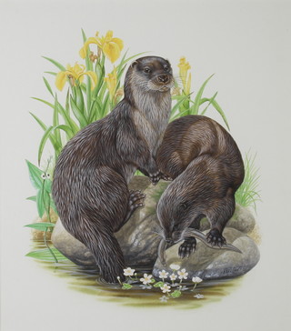 Richard W Orr, gouache signed, study of otters 34.5cm x 30.5cm 