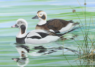 Richard W Orr, acrylic signed, study of ducks 40cm x 56cm 