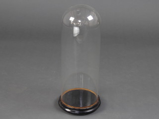 A Victorian glass dome on a turned ebonised base 49cm h x 19cm diam.